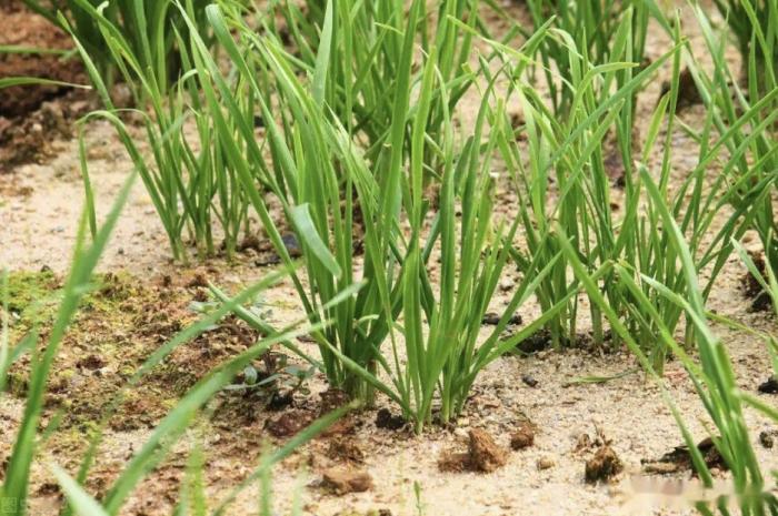 古籍中的韭菜记载