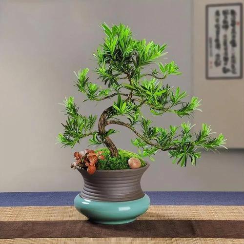 羅漢松光照管理