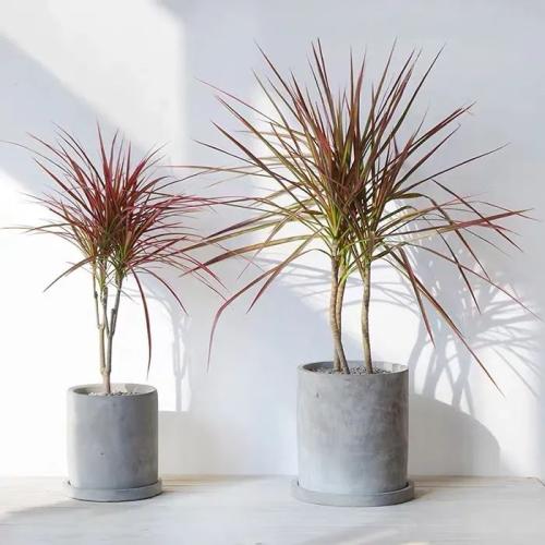 彩色千年木葉片特徵