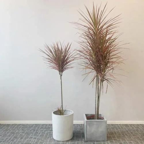 千年木防凍措施