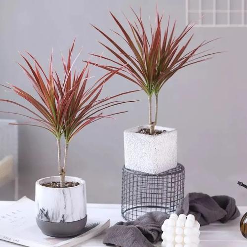 千年木風水擺設