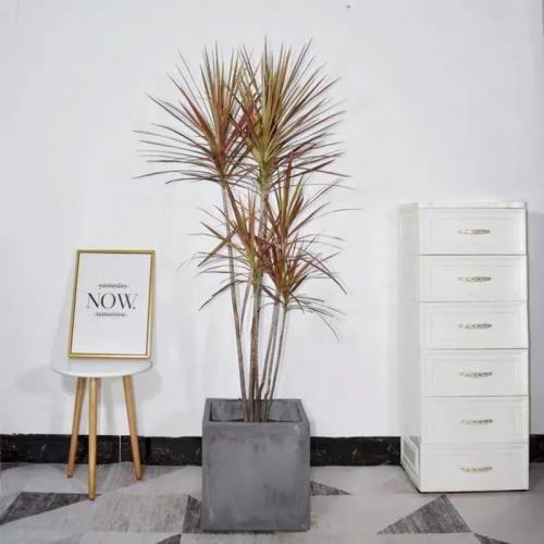 千年木生長環境