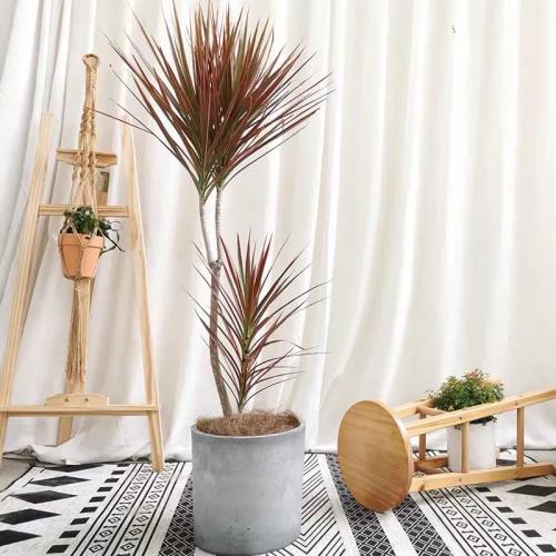 千年木病蟲害防治