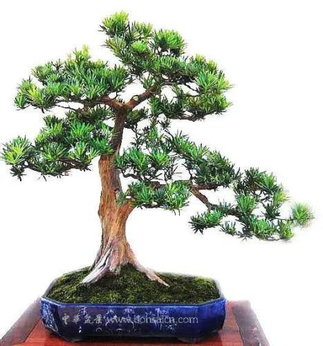 羅漢松土壤配比