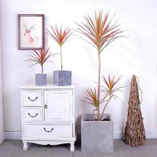 千年木光照需求