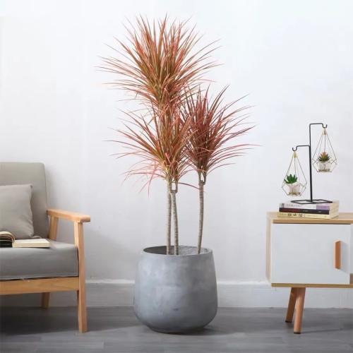 千年木澆水技巧