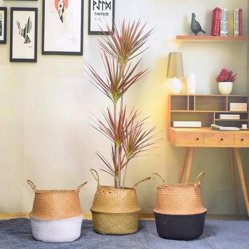 冬季千年木養護