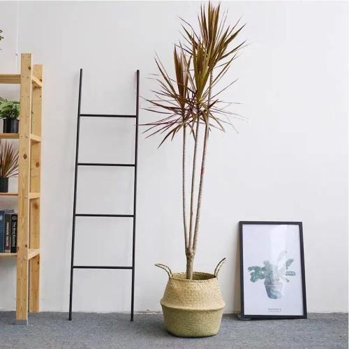 千年木土壤管理