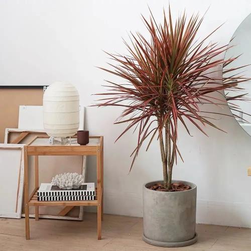 室內千年木養護