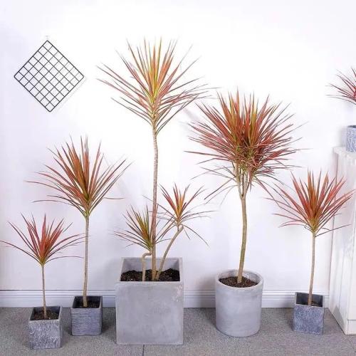 千年木施肥方法