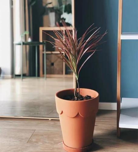 千年木室內擺設效果