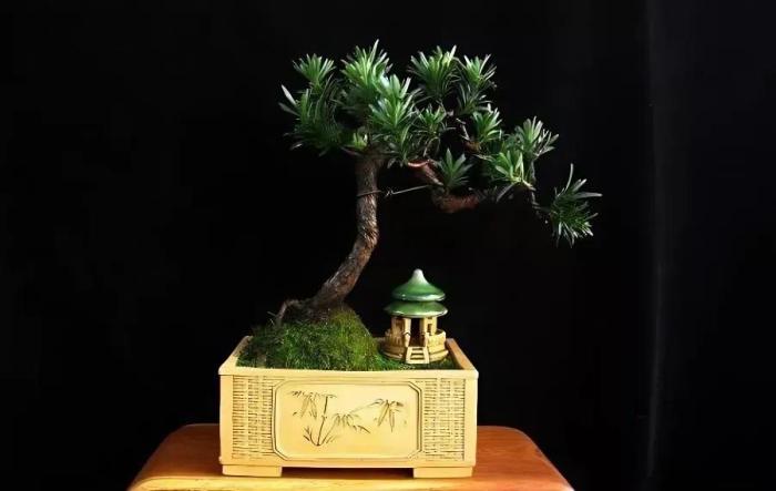 羅漢松修剪示範