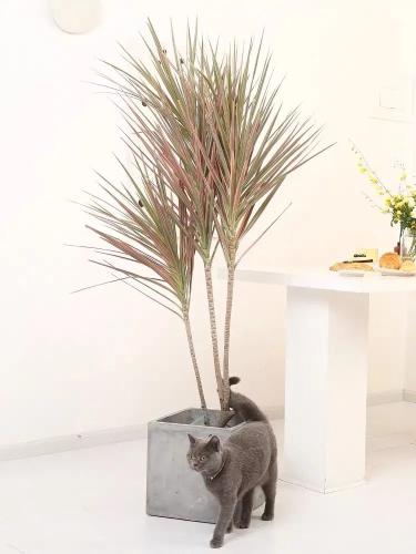 彩色千年木特寫