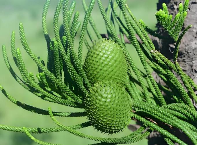 松葉蕨