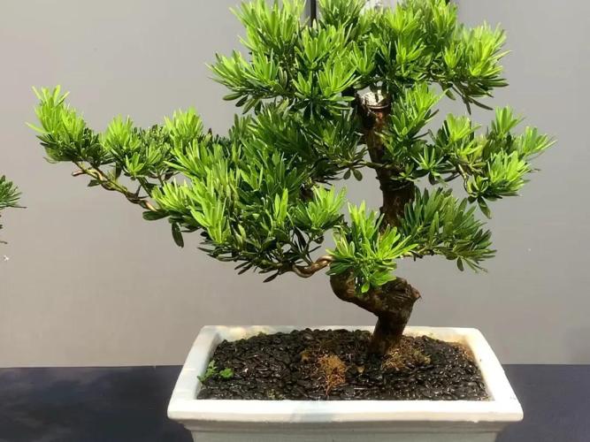 羅漢松施肥技巧